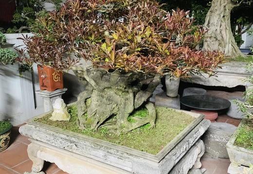 Bonsai-Cây Cảnh